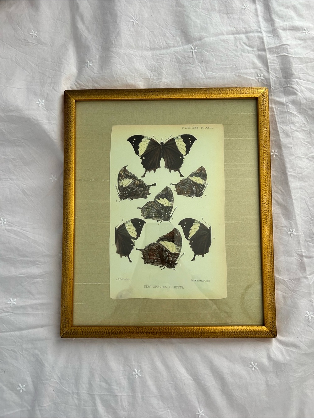 Framed Butterfly Print in Gold Frame